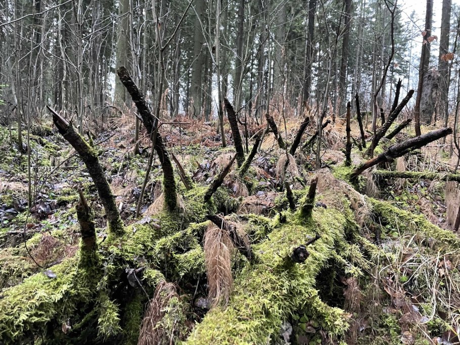 Лесные завалы после урагана