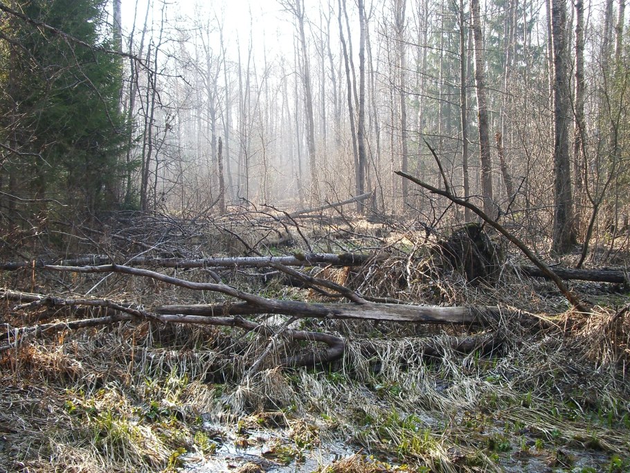 Сваленные деревья в лесу