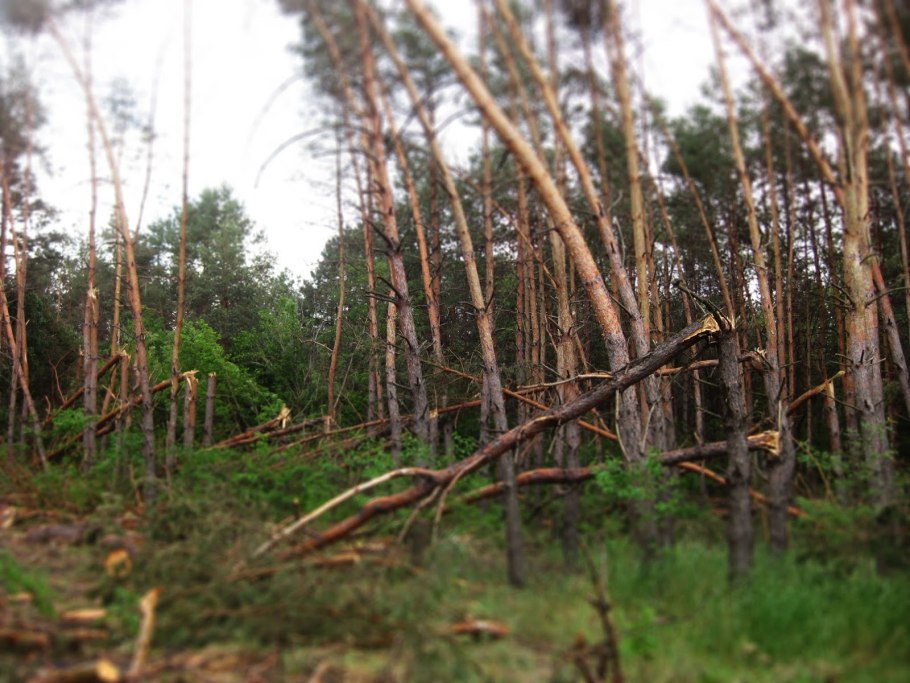 Болото сухостой Карелия