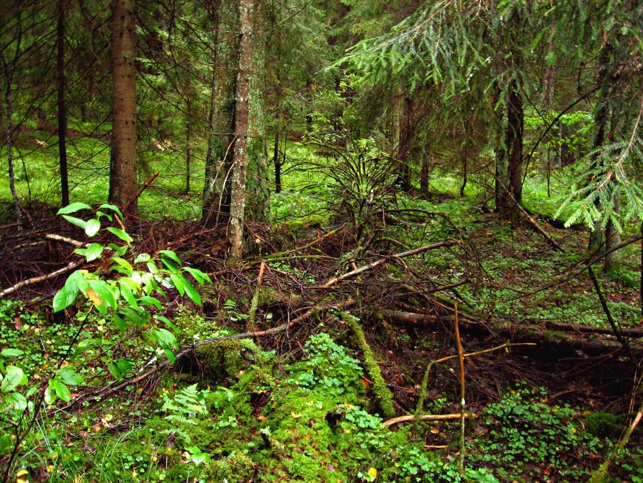 Шишкин валежник