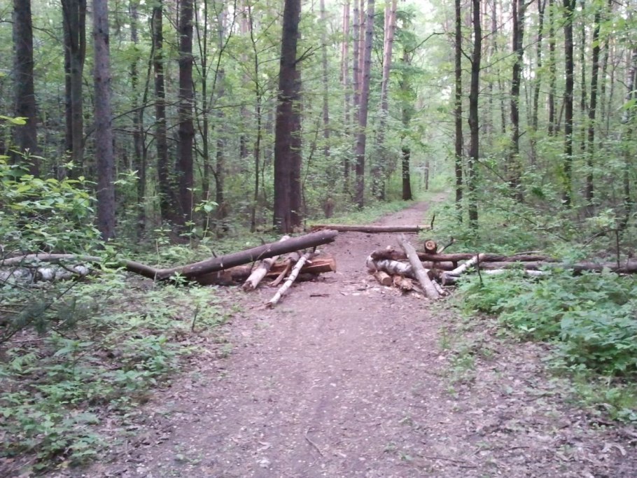 Ежовый бурелом