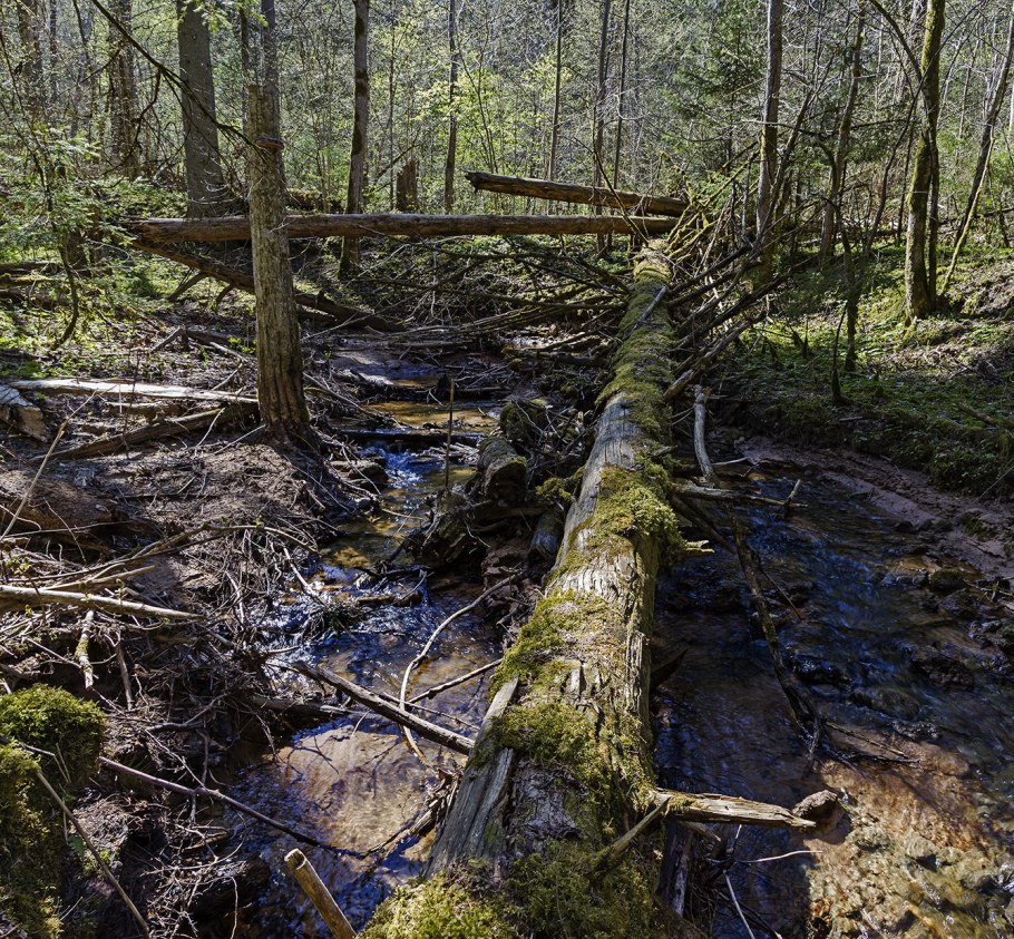 Бурелом валежник