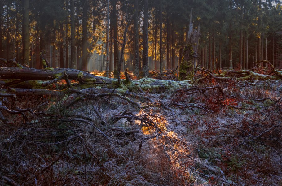Группа бурелом