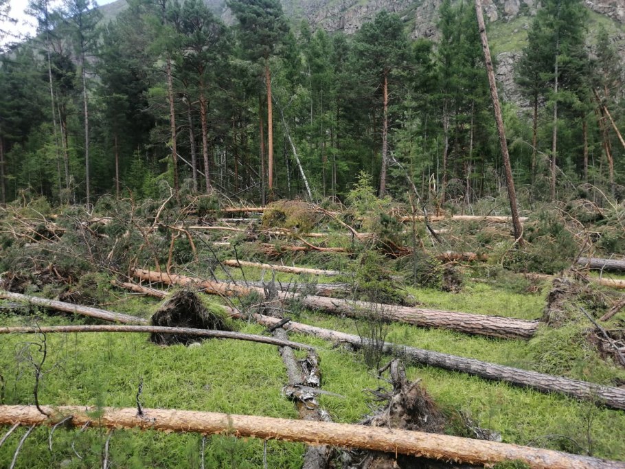 Тернистый бурелом