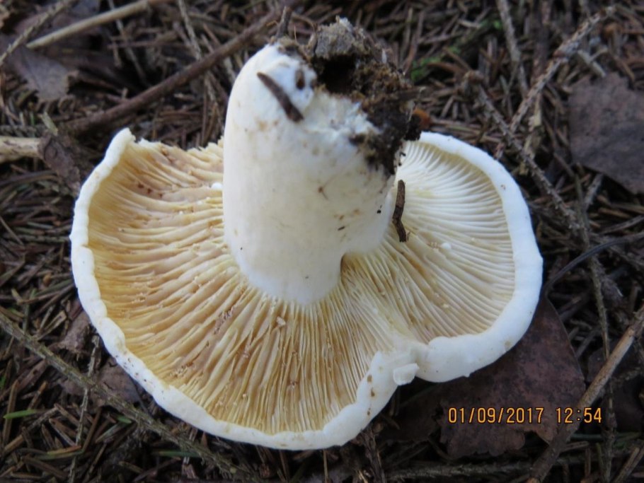 Гриб груздь в СПБ