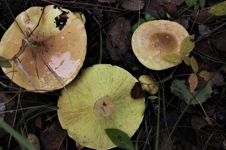 Скрипица Lactarius vellereus.