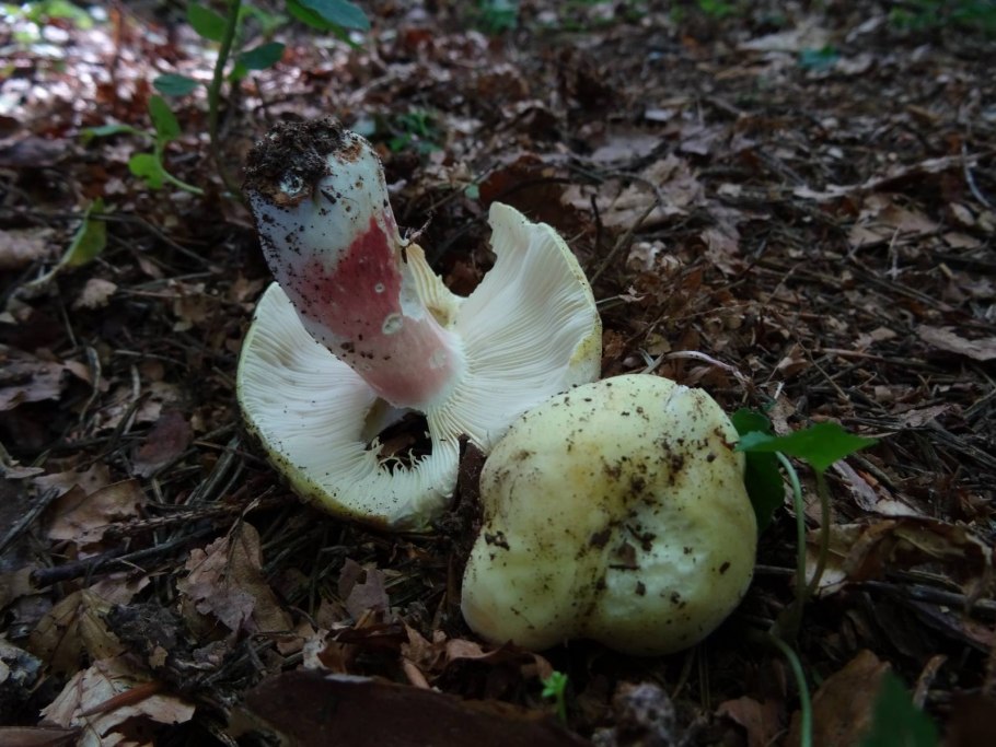 Скрипица подгруздок