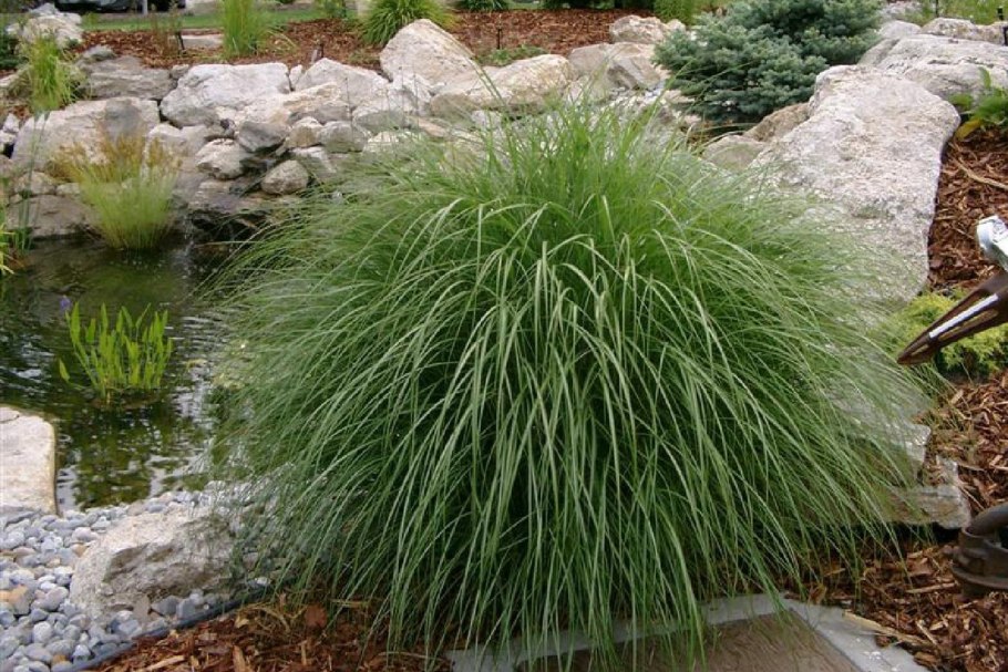 Тростник обыкновенный камыш Озерный