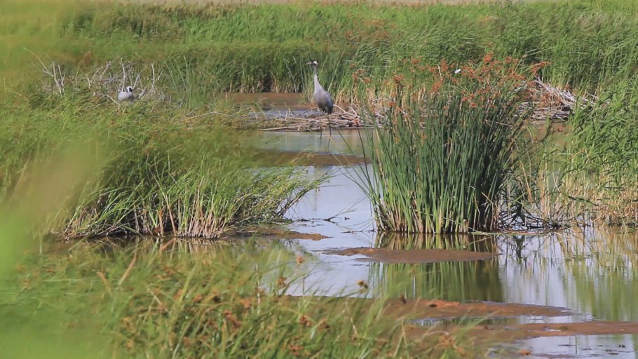 Шеффилд парк пруд