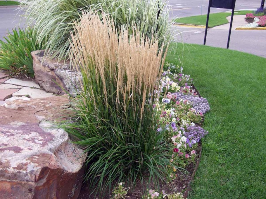 АИР болотный в пруду