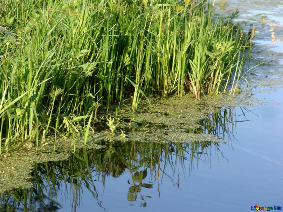 Мискантус Адажио