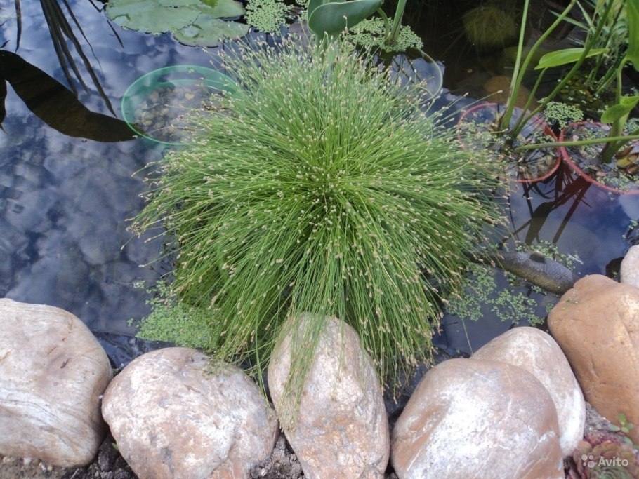 Болото трясина Топь