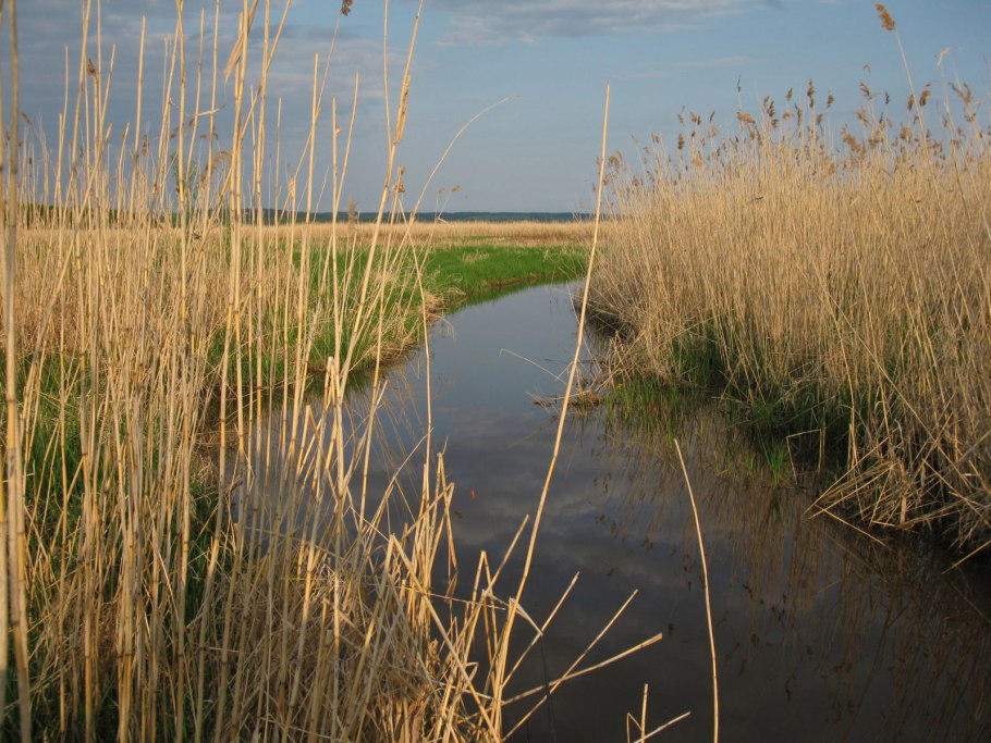 Трясина камыш