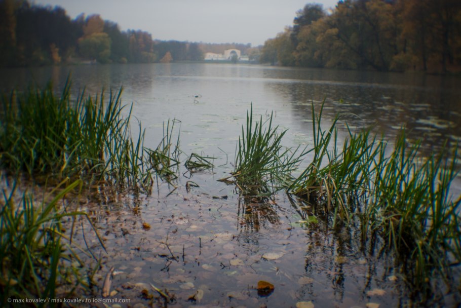 Фалярис желтоокаймленный Лютеопикта