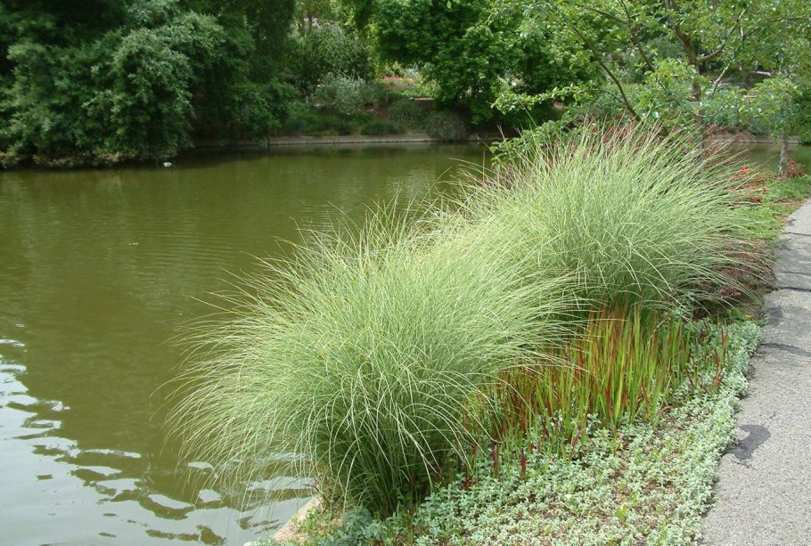 Тростник обыкновенный биоплато