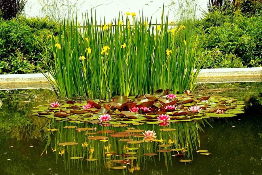 Рогоз камыш тростник стрелолист