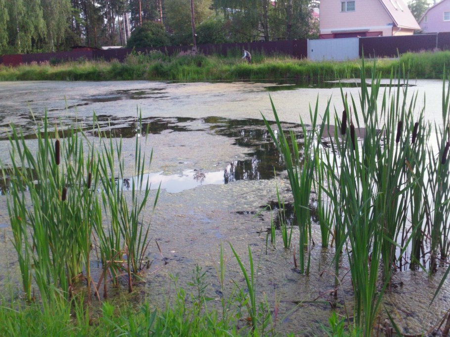 Болото с рогозом