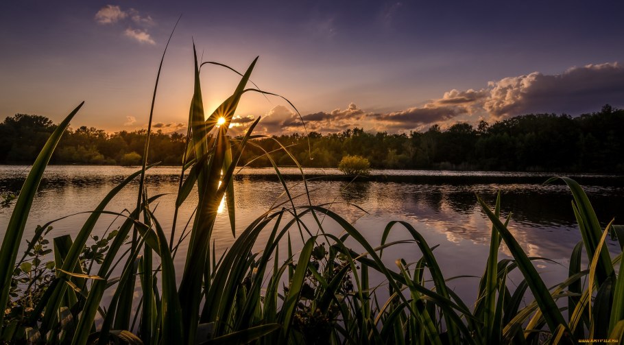 Камыш рогоз тростник