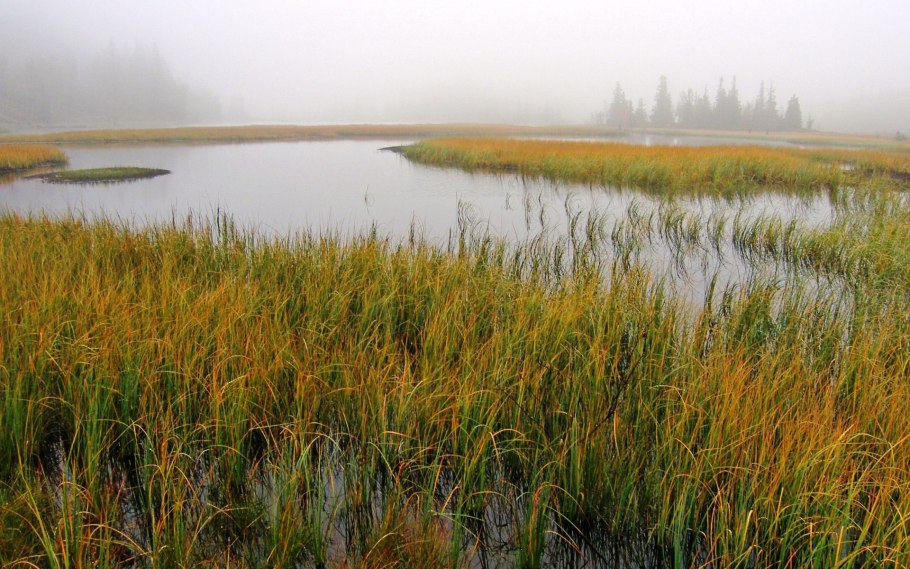 Камыш щетиновидный