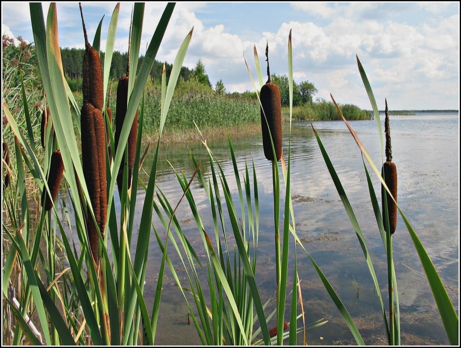 Лесное озеро кувшинки камыш