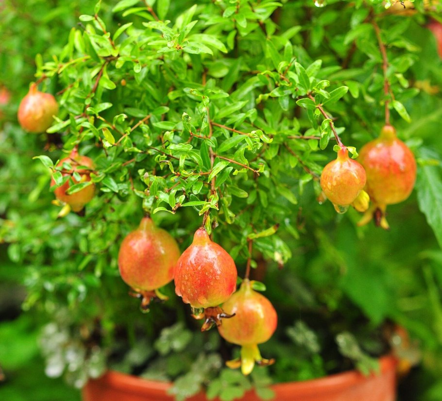 Дерево бонсай вишня