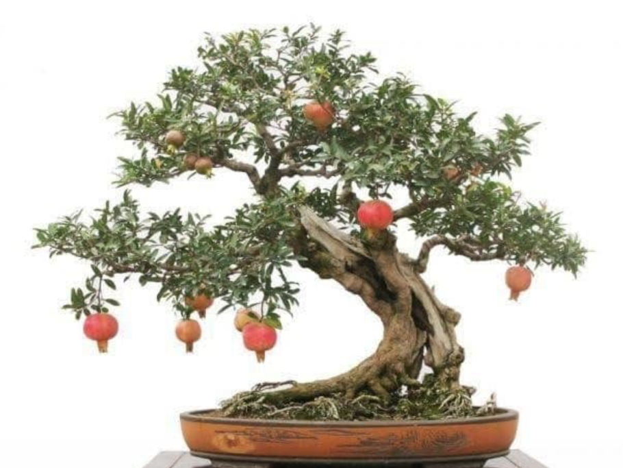 Мушмула бонсай