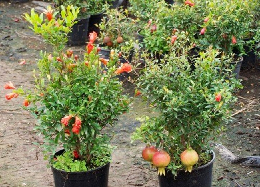 Гранат карликовый (Punica granatum Nana)