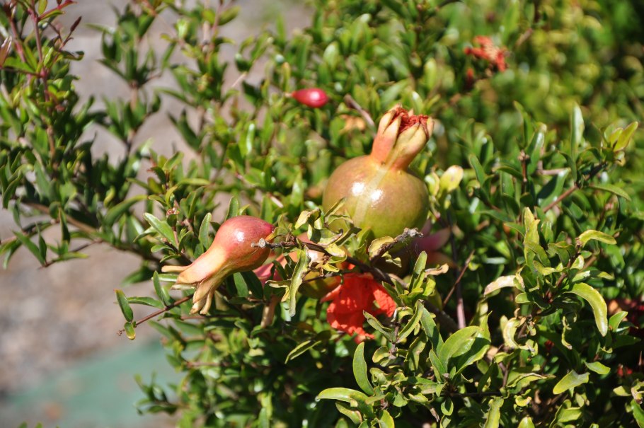 Купить дерево граната бонсай в Москве недорого с доставкой