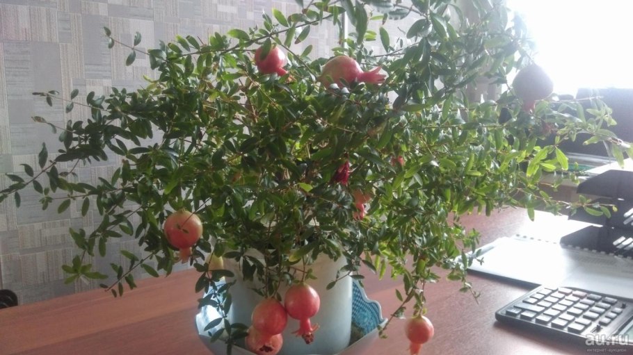 Punica granatum бонсай