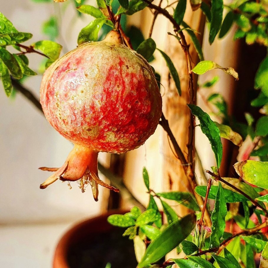 Гранат карликовый (Punica granatum Nana)