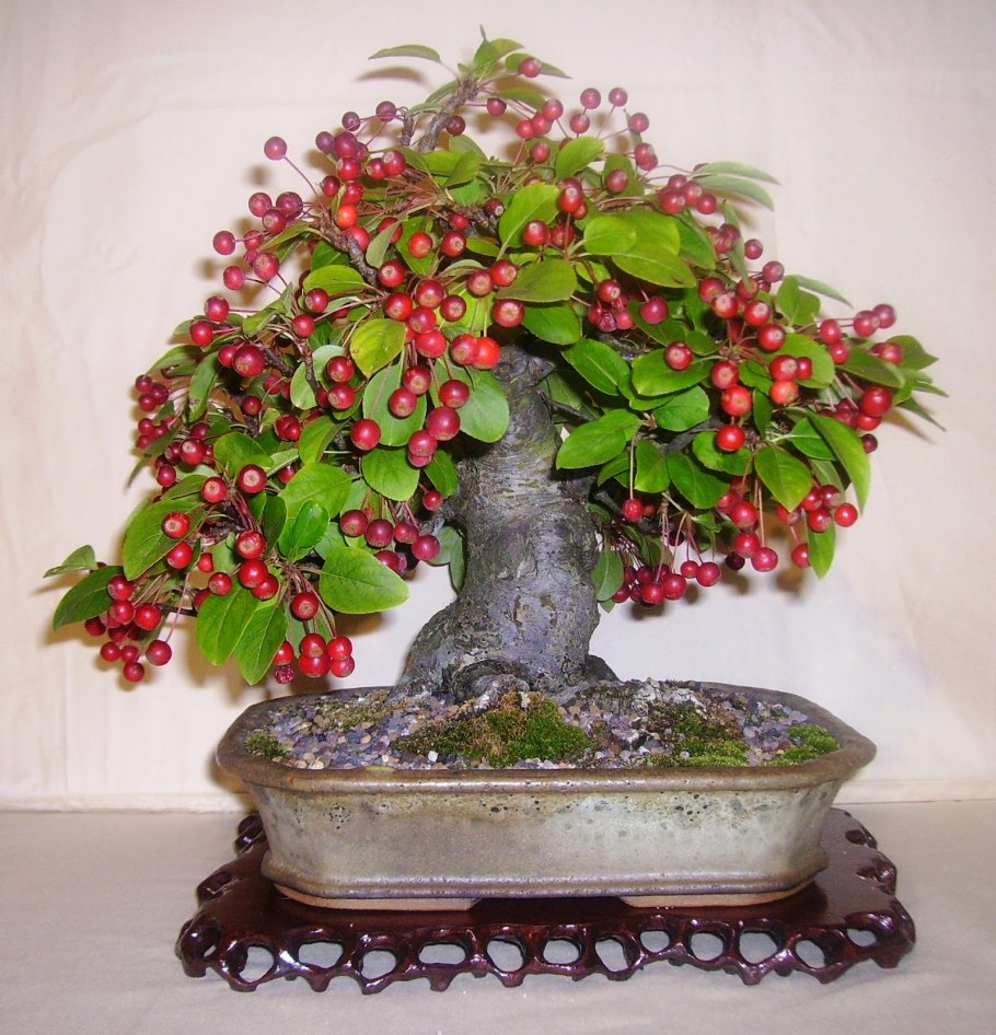 Карликовый гранат из семян