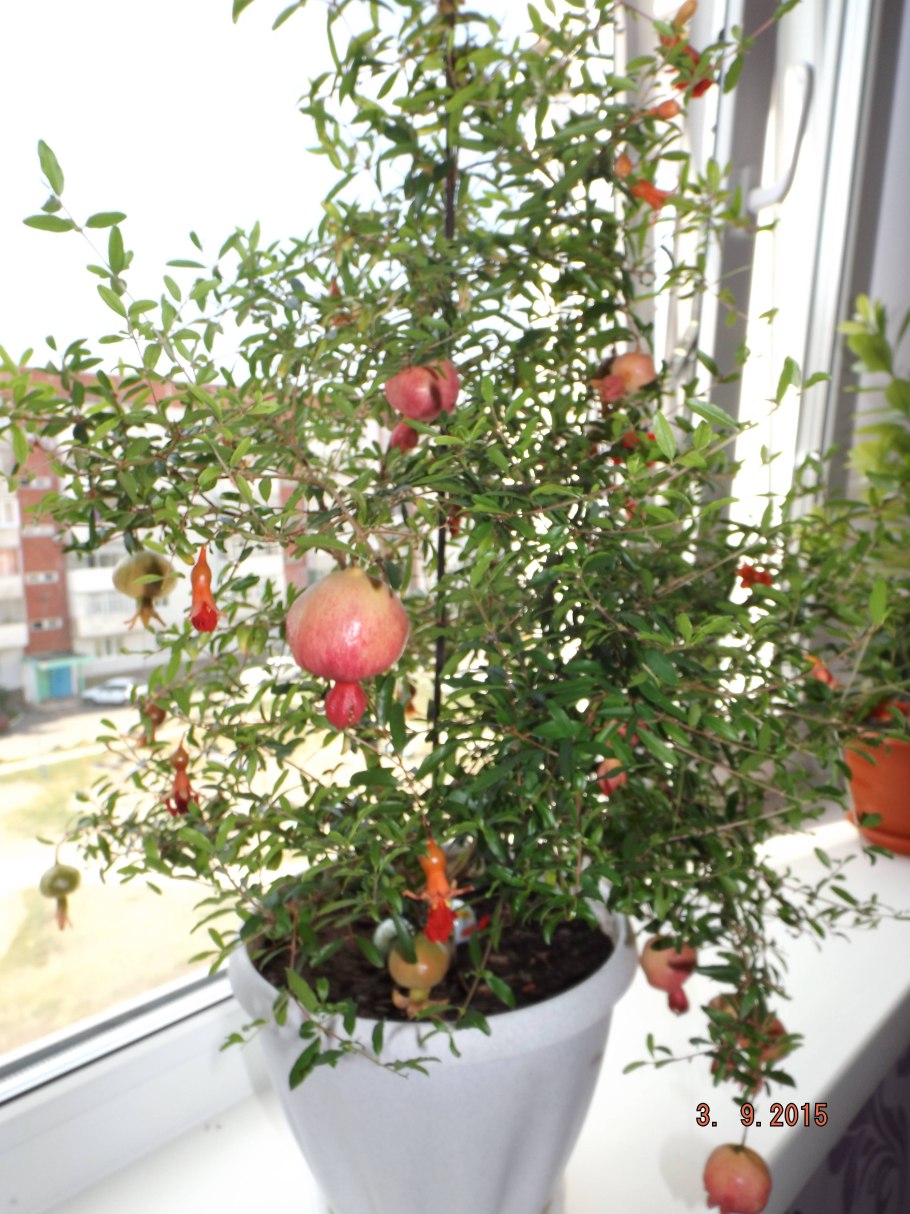 Гранат карликовый