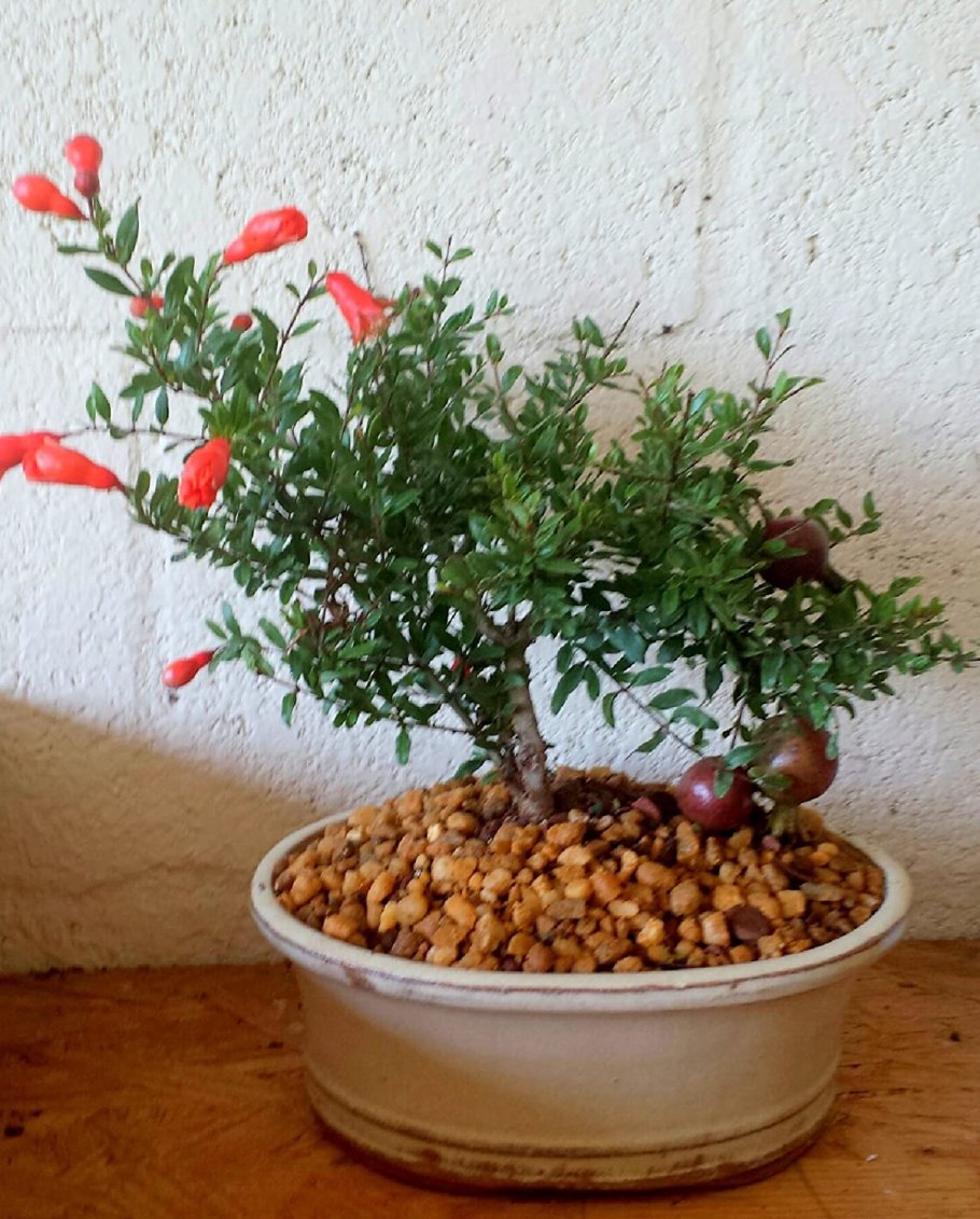 Дерево нектарин бонсай