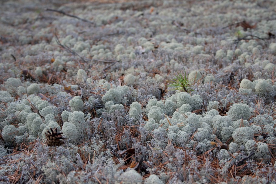Гипновые мхи Арктика