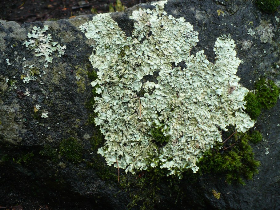 Мох-ягель под снегом в Арктике