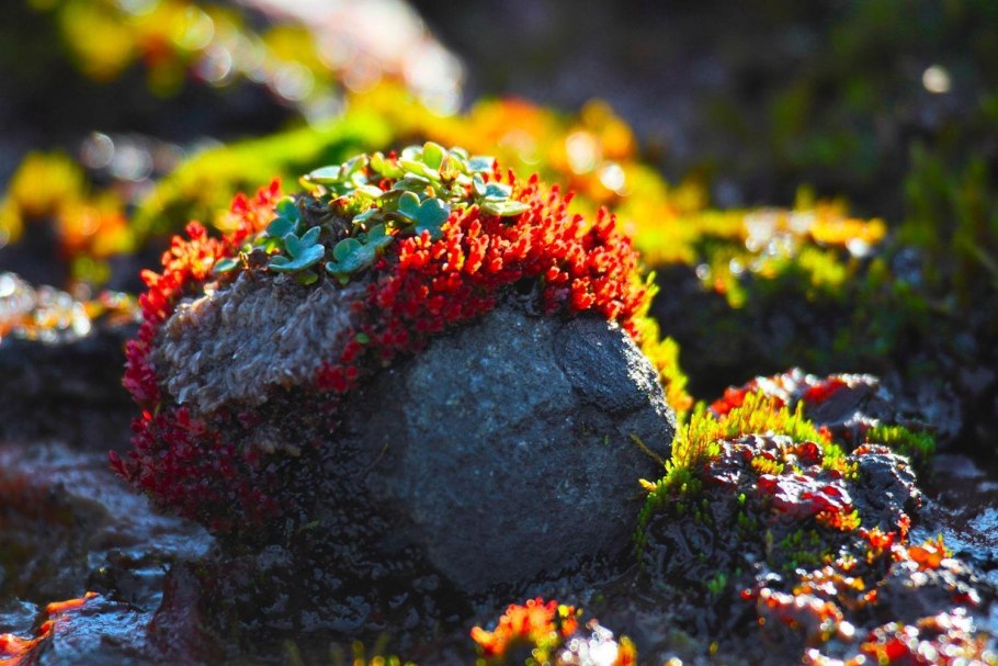 Лишайник ягель в тундре