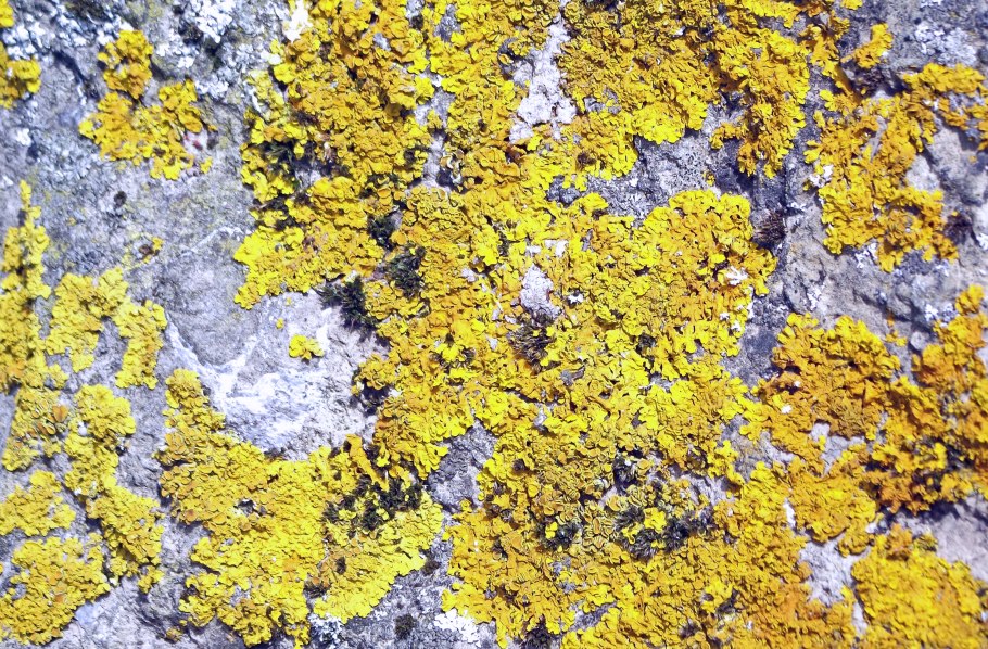 Арктические пустыни растения ягель