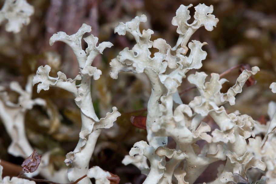 Алтайский заповедник мхи лишайники грибы