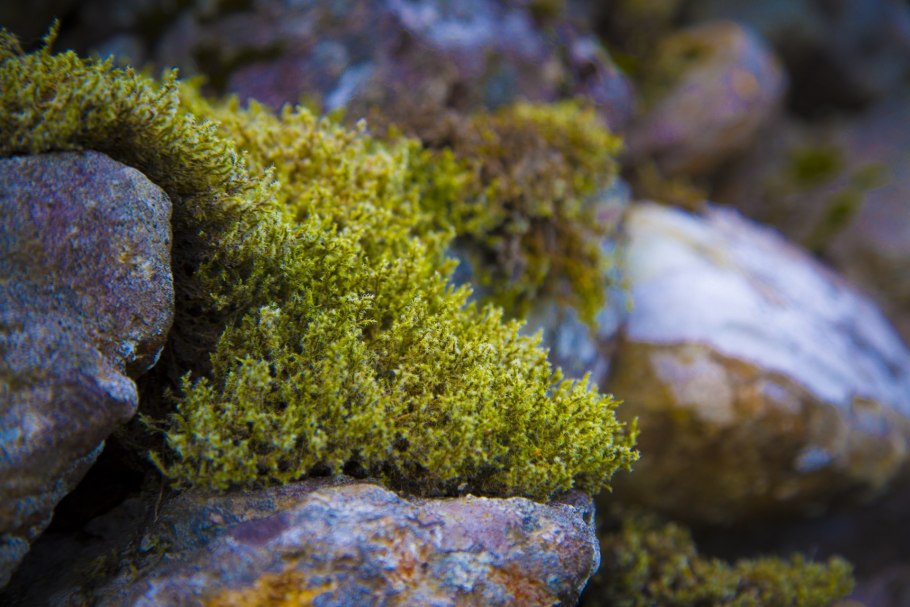 Heterodermia speciosa