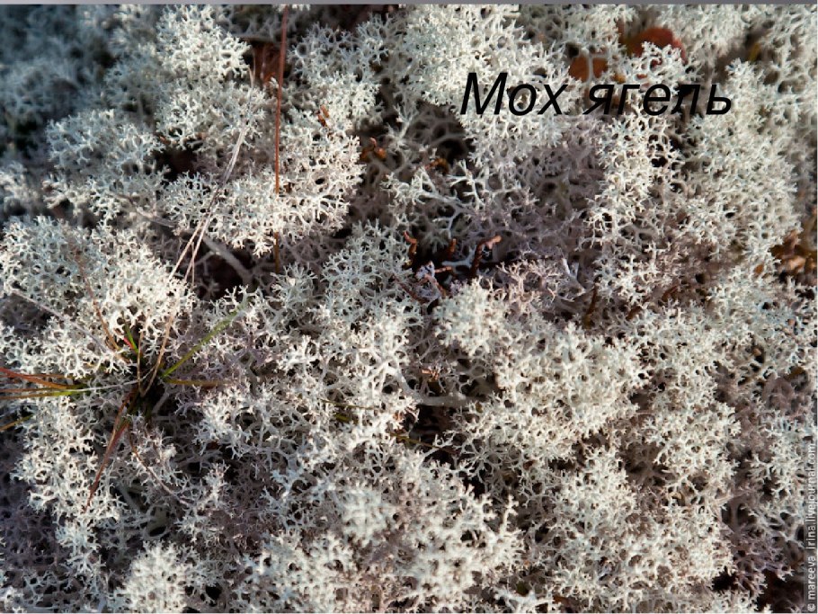 Ягель в тундре