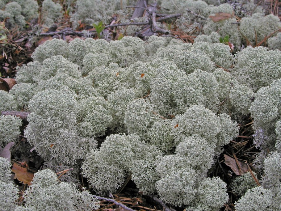 Лишайник ягель в тундре