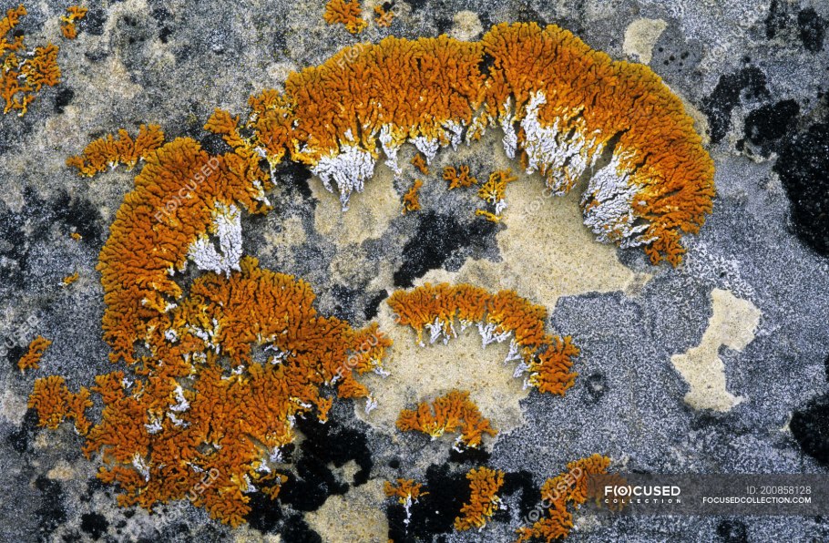 Арктические лишайники земли Франца Иосифа