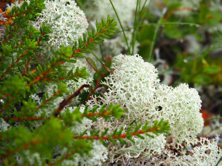 Ягель Алтайский