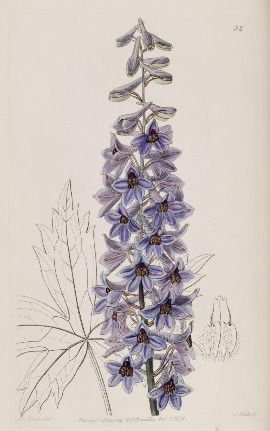 Живокость высокая гербарий