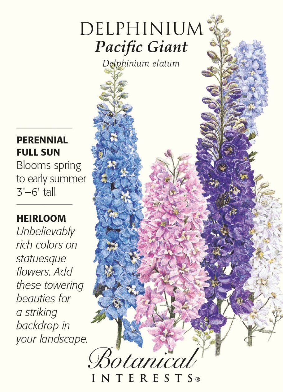 Ботаническая иллюстрация дельфиниум Графика
