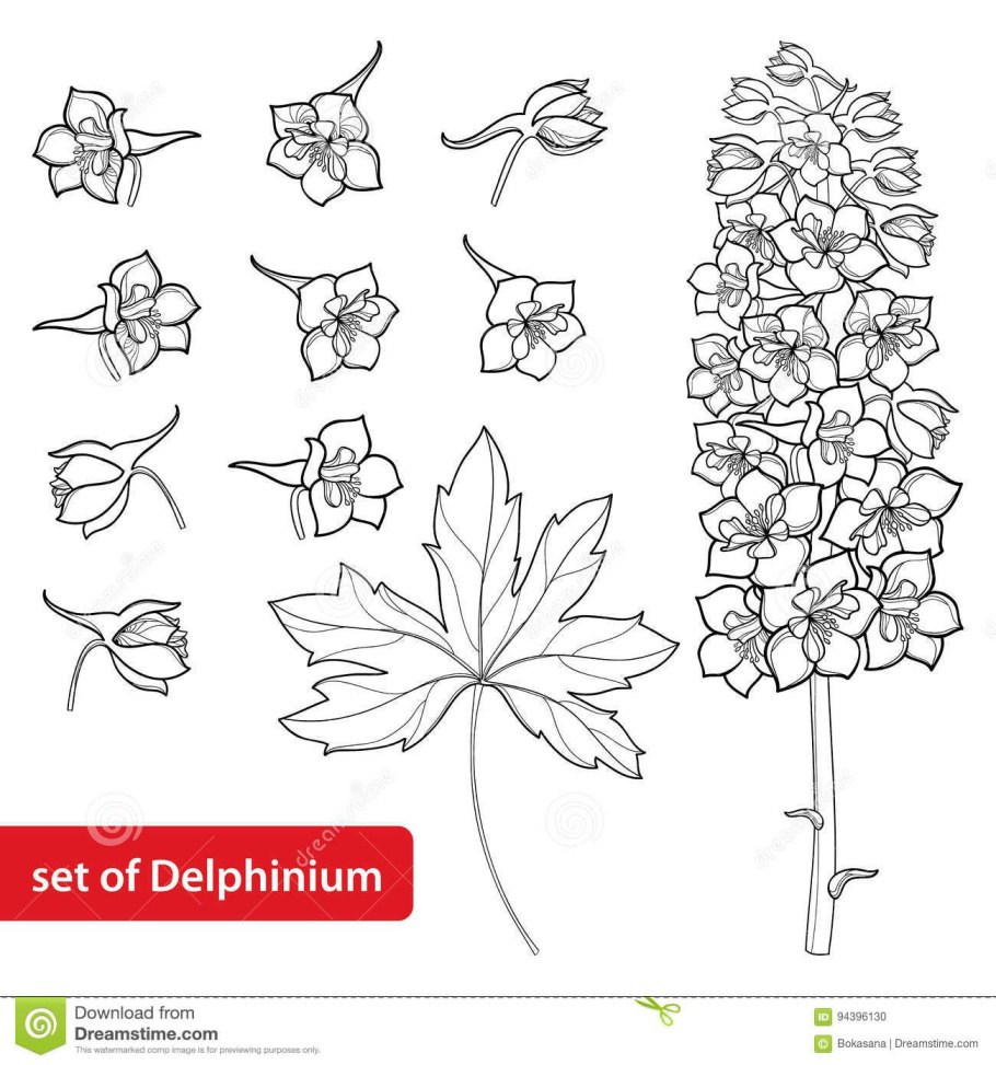 Дельфиниум вышивальщица