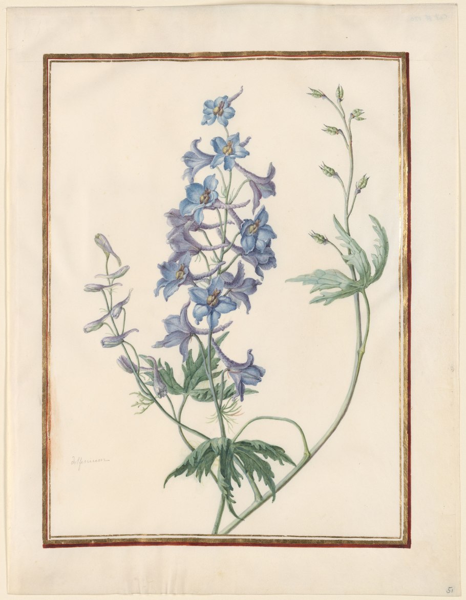 Живокость Ботаническая иллюстрация