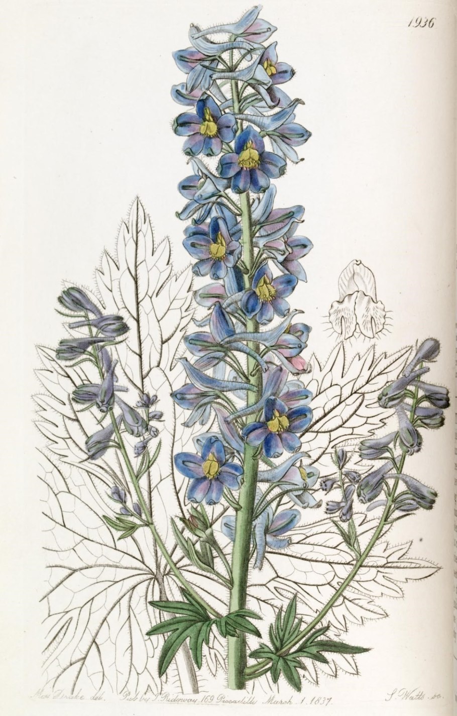 Живокость сетчатоплодная цветки сырье