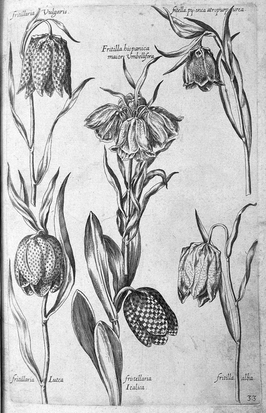 Delphinium schmalhausenii