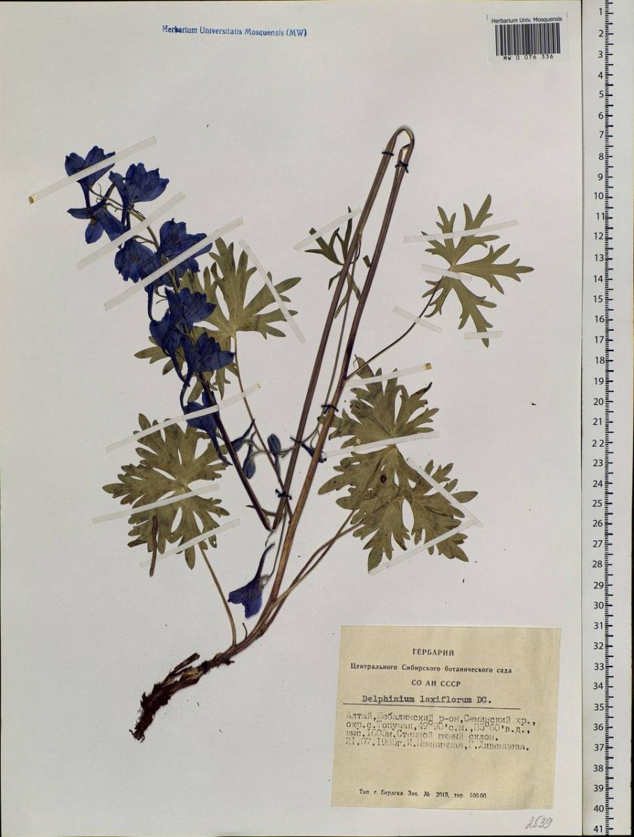 Живокость Уральская раскраска